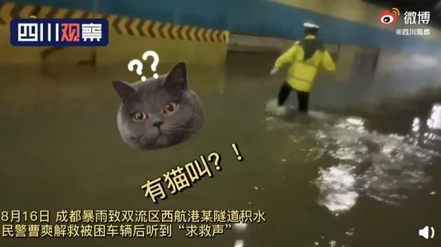  恭喜|因祸得福！交警暴雨中救起小橘猫留下当警喵 网友：恭喜获得编制