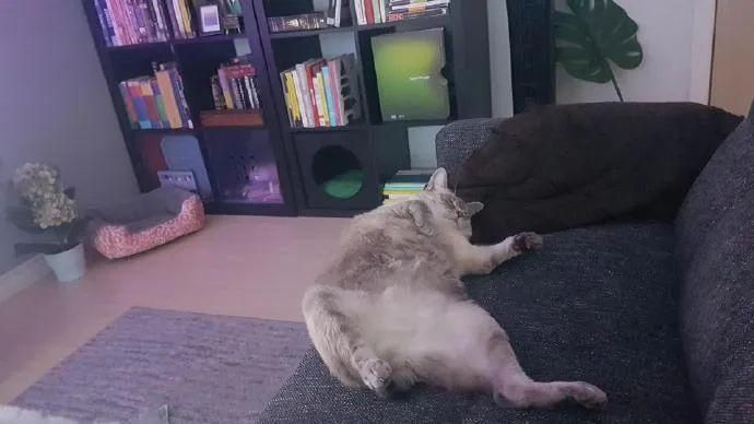  收养|一只流浪猫被收养之后的变化，不要太明显！