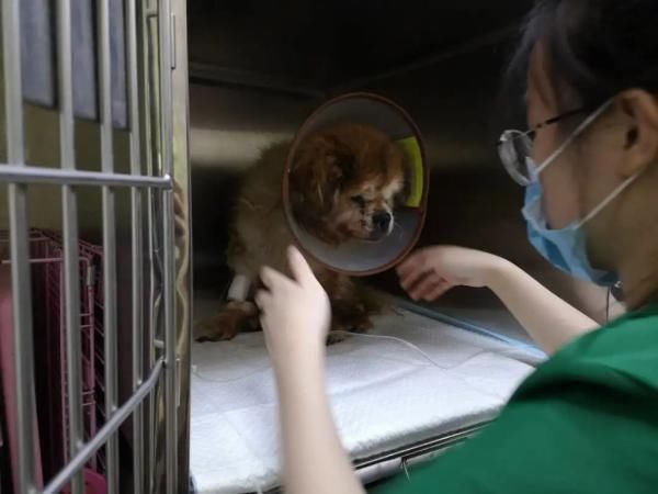  上海|上海警方处置首例遗弃犬案：老伯弃养18岁老年犬被罚500元