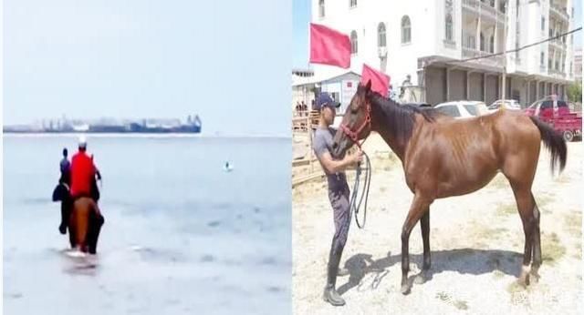  大海|银鞍骏马驰如风,冲入大海救危童,网友:大侠,请收下我的膝盖!