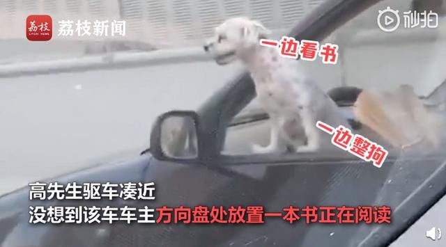  开车|这是什么操作？司机开车时边撸狗边看书，后方司机：我都惊呆了