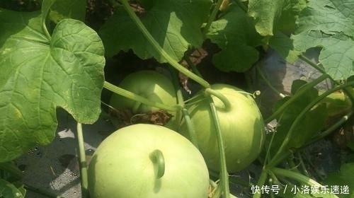 杂交|甜瓜杂交栽培技术,掌握几点关键技巧,提高甜瓜的果实率