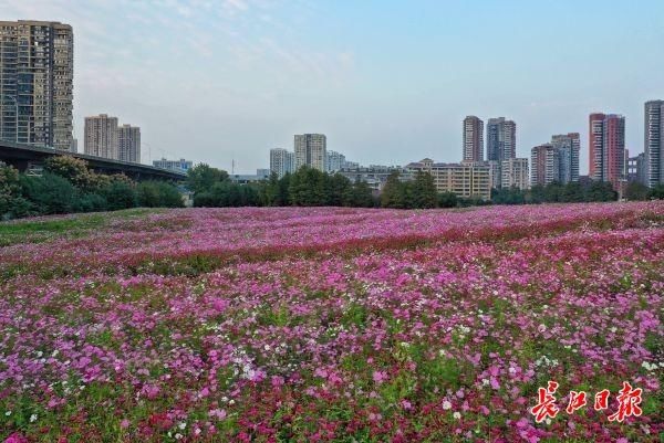  花田|路边花田连串、街头千万花卉、阳台飘花院墙垂绿，武汉“花海”国庆盛放