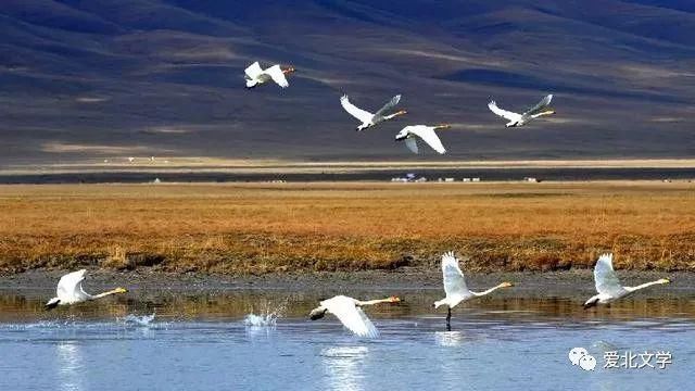 原创|原创丨记在新疆支教的日子