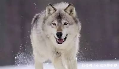  内脏|为什么有人说野外遇狼带上一包盐就可以救自己？