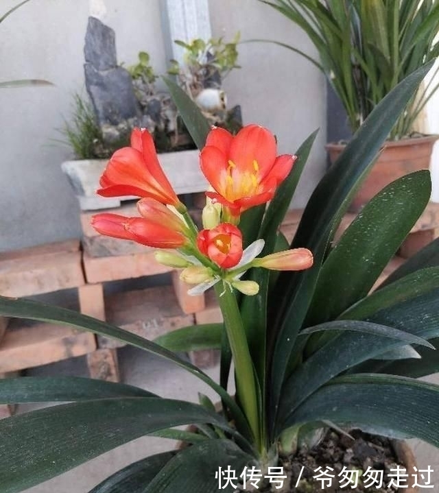 大哥|农村大哥,专门挖这种土养花,不花钱开花真旺!