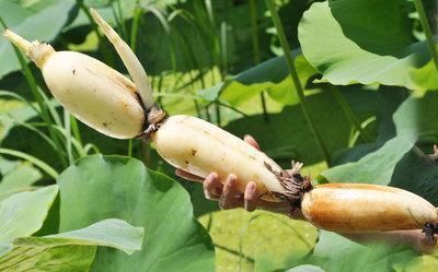  记住|买莲藕，7孔的和9孔的哪个好？30年藕农：记住4点，准没错