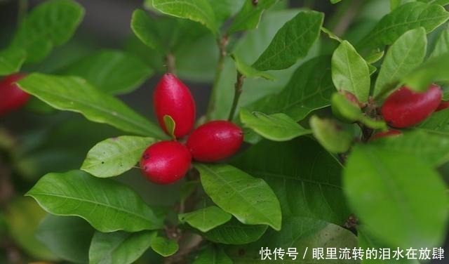 哪种|水果界的“李佳琦”,吃遍3000多种水果,哪种最好吃