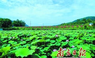  荷花|映日荷花别样红 夏日炎炎送清凉