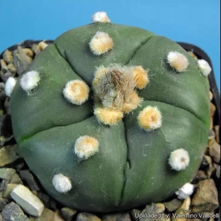  人养|每个人养肉人都应该学会鉴赏“兜”