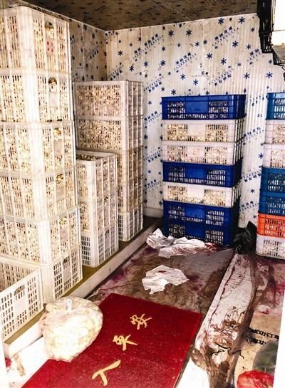  保护|废墟打掩护 大狗做保护 看着这么恶心吃着怎能放心