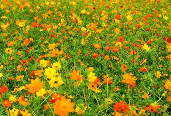  不尽|未来7天，吉运缠身，4属相惊喜连连，富贵多金，享福不尽