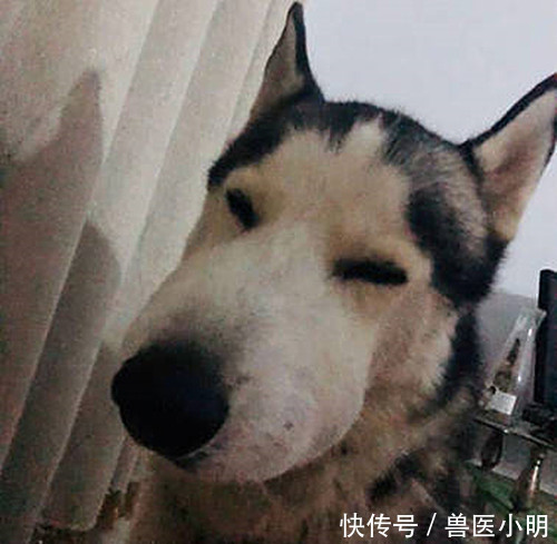 二哈|半夜听到二哈哼哼唧唧,开灯一看以为开了啥特效:睡意顿时没了