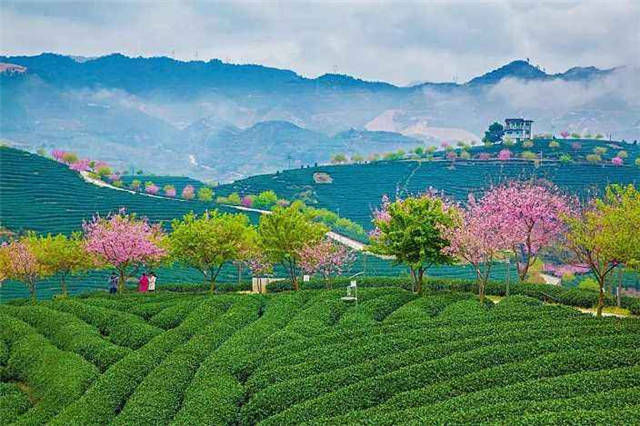  再不去|美翻！2019年第一波“美色”已上线，再不去就收费了！