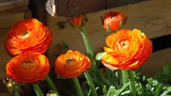  生肖鼠|8月起好运连连，遇难呈祥，遇贵人四方来福，轻松发财的4大生肖