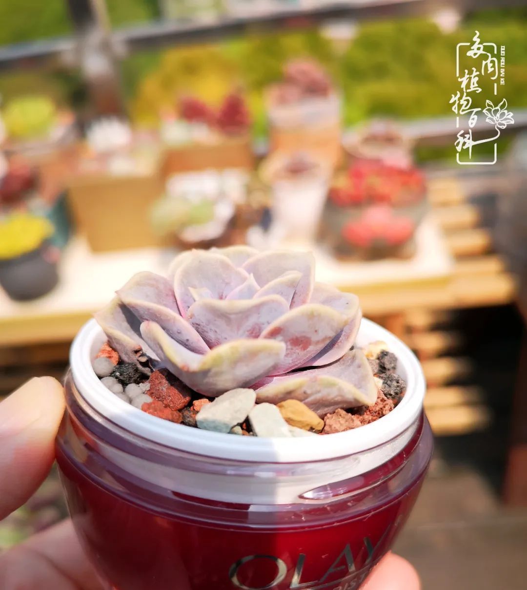  萌化|当粉粉的多肉捧在手心，我体验到了什么叫“萌化了心”