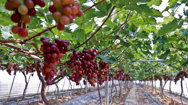 葡萄|葡萄表面的白霜是农药吗？这样洗葡萄，才能吃得放心，吃的健康