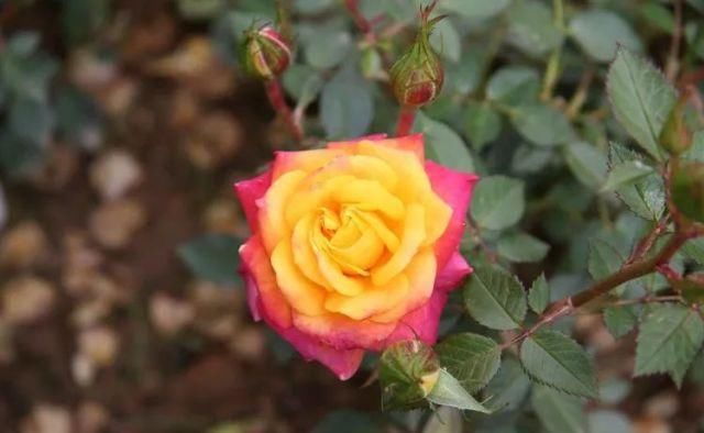 爱情|在8月份期间，桃花运最旺，旧爱转身，和前任重拾爱情的四大生肖