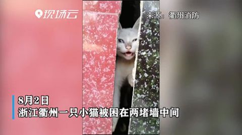  被困|小猫被困两墙中间 消防员暖心智救