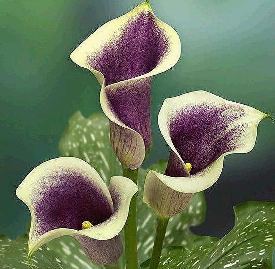 好运|哪些日子出生的人,命好运旺,得老天厚爱,做啥事都顺利