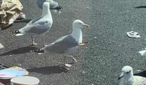  刺入了一根|“鸟坚强”！被箭刺入数月 海鸥带箭存活正常觅食