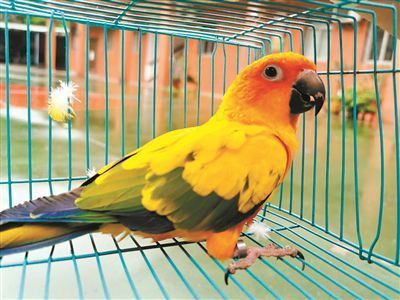  违法|网购动物做宠物？你可能已经违法！