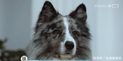 综艺|《汪喵物语》开播即火!悦己经济的时代就要来了