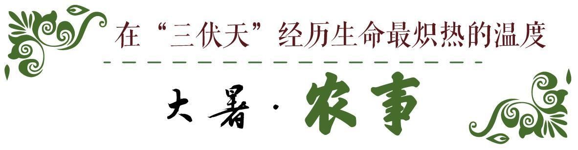  炽热|话说二十四节气 | 大暑：清心静气消暑纳凉 让我们一起经历生命最炽热的温度