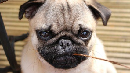  陌生人|长时间不遛狗，会造成什么后果？