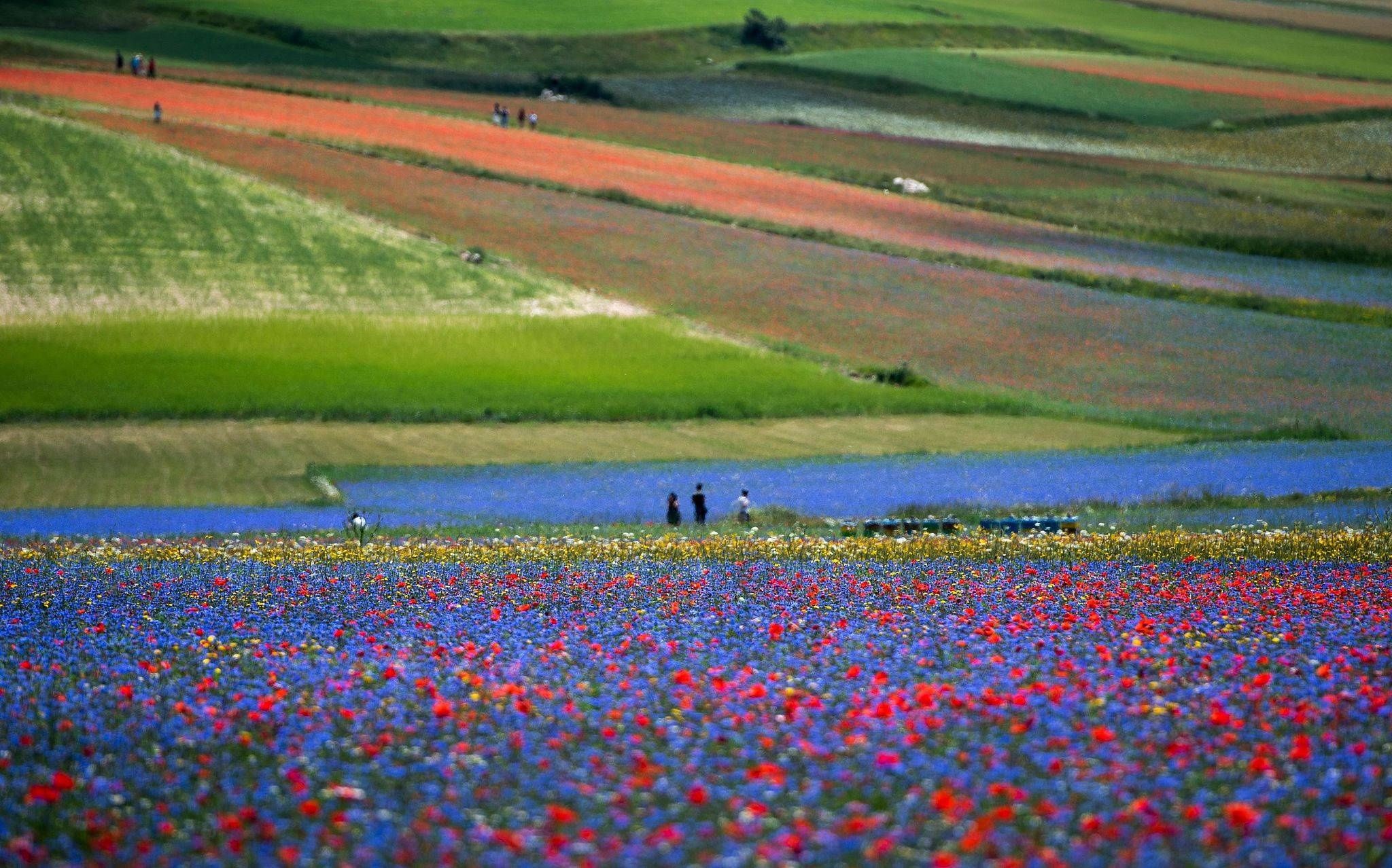  当地时间2020|意大利田间绚丽虞美人盛开 游客流连忘返