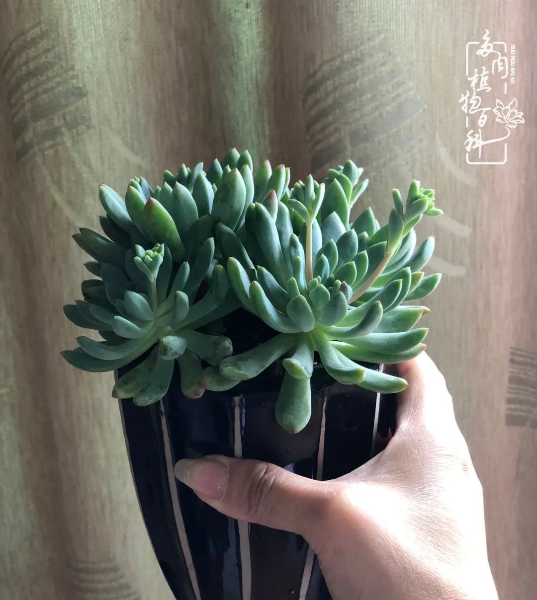  遇上|遇上多肉，遇上美好，情不知所起，一往而深！