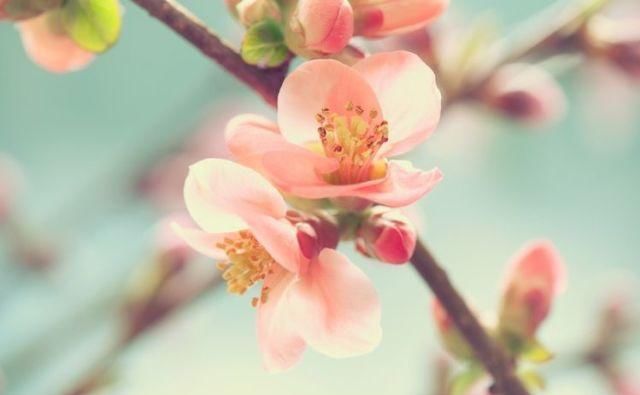  朋友们|十二生肖：气场强大的4个生肖，干什么都特别有信服力，是你吗？