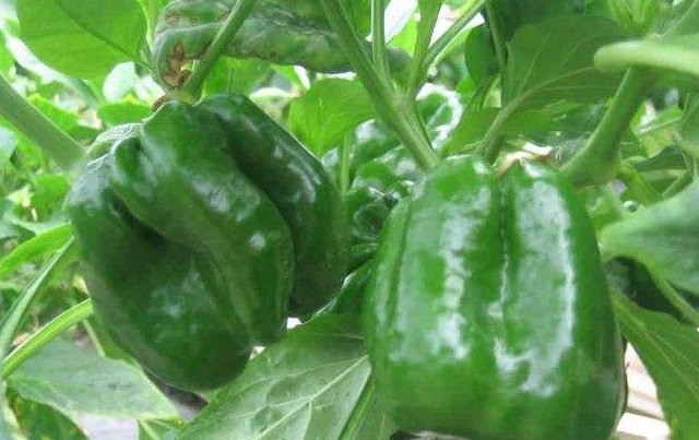 家里人|青椒配此菜一起炒，老年人常吃，软化血管有奇效，快告诉家里人