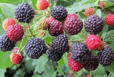  接触性皮|皮肤易过敏？多吃这个水果就够了