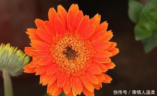 特发|9月底横财大发特发，命好运好，事事如意，好运一箩筐4大生肖