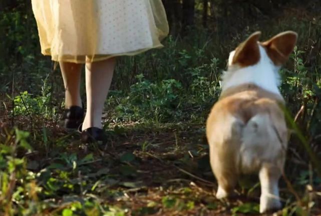  李子|她用3年时间爆改老宅，把荒地变花海：原来除了李子柒，我们还有另一种田园牧歌