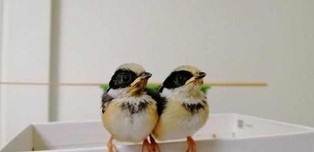  小熊猫|鸟界中的“国宝”！这样的小熊猫你见过吗？