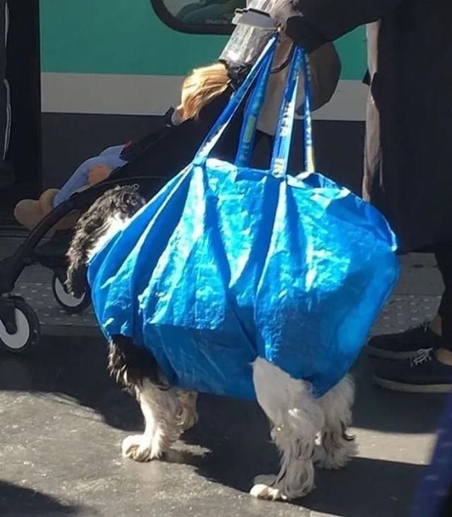  乘坐|美国人怎么喜欢带着宠物猫狗乘坐地铁？爱猫狗人士慎点