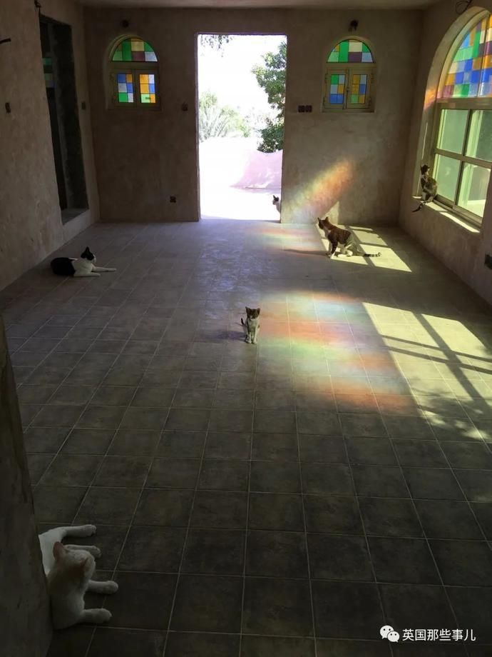  沙漠|霓虹妹子嫁到阿联酋，在5万平米的沙漠＂后院＂里养猫养骆驼?!