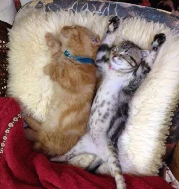 听说|听说跟猫同眠会睡得更香？网友：让你见识一下，什么是半夜蹦床迪