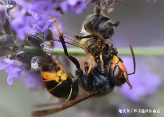 蜜蜂巢穴|1小时就能消灭6万只蜜蜂,却被蜜蜂用物理学反制,它有多惨