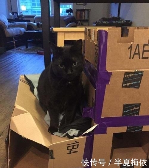 豪华|有才!外国网友用废纸箱,给喵星人打造豪华城堡