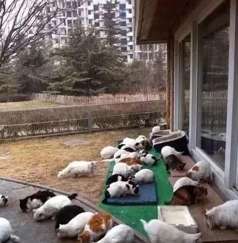 故事|刘亦菲，又红了丨百家故事