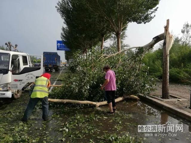  香坊区园林|暴风雨中树木砸车可咋办？｜这个区近日现60多起事故，全由保险兜底