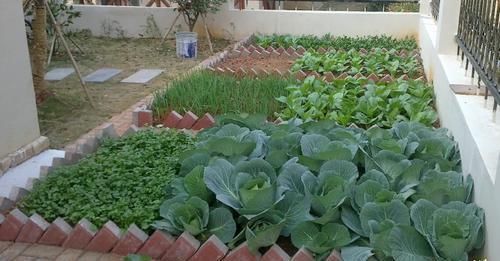 羡慕|13个“私家菜园”好吃又好看,网友直呼太羡慕了