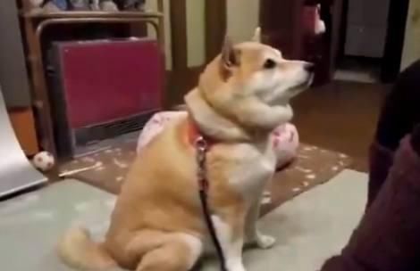 柴犬|柴犬想让主人摸它,它不停这样示意主人,真是太可爱了