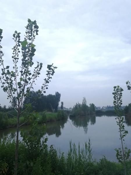  夏天|【津评乐】遇见夏天，醉美卜庄