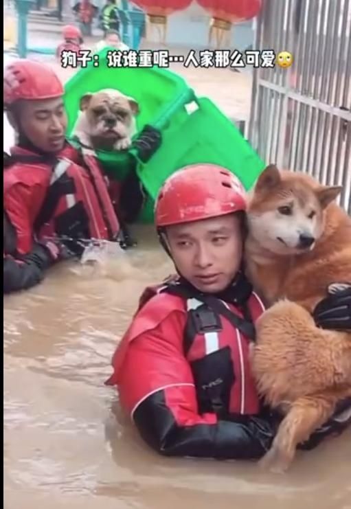  中救|可可爱爱！消防员暴雨中救狗狗一人抱一个