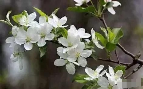  下个月|心理测试：选一朵海棠花，测你下个月会交什么好运呢？