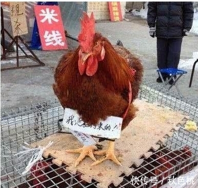  搞笑段子|趣味图片幽默段子：哈哈哈，大哥你穿成这样是怕引起熊猫误会吗